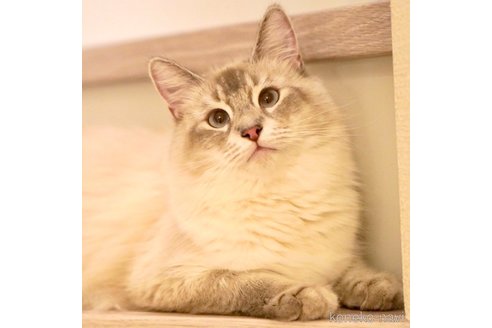 こまちちゃん1枚目